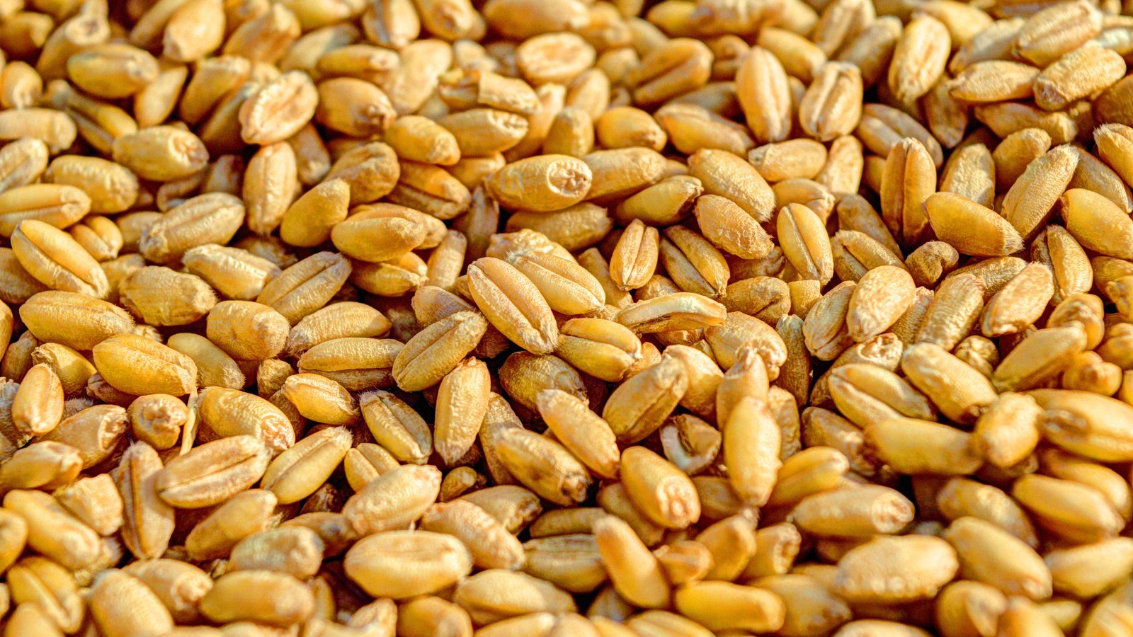 A dense mass of dry wheat grain kernels filling the whole frame, each pale golden husk showing the crease along its back and a fine brush of hairs at one end, warmly lit from above and going gently out of focus toward the top. No bag, hand, tool, lettering or background is in view.