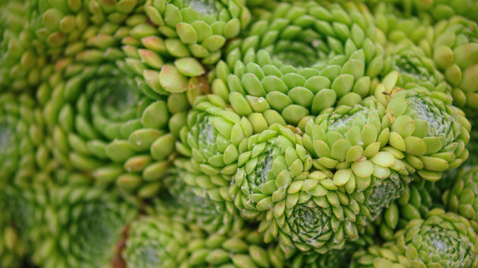 A close view of a mat of small green succulent rosettes packed tightly against one another, their overlapping leaves filling the whole frame, with fine pale webbing caught between a few of the heads. No text, brand mark, person or place is in view.
