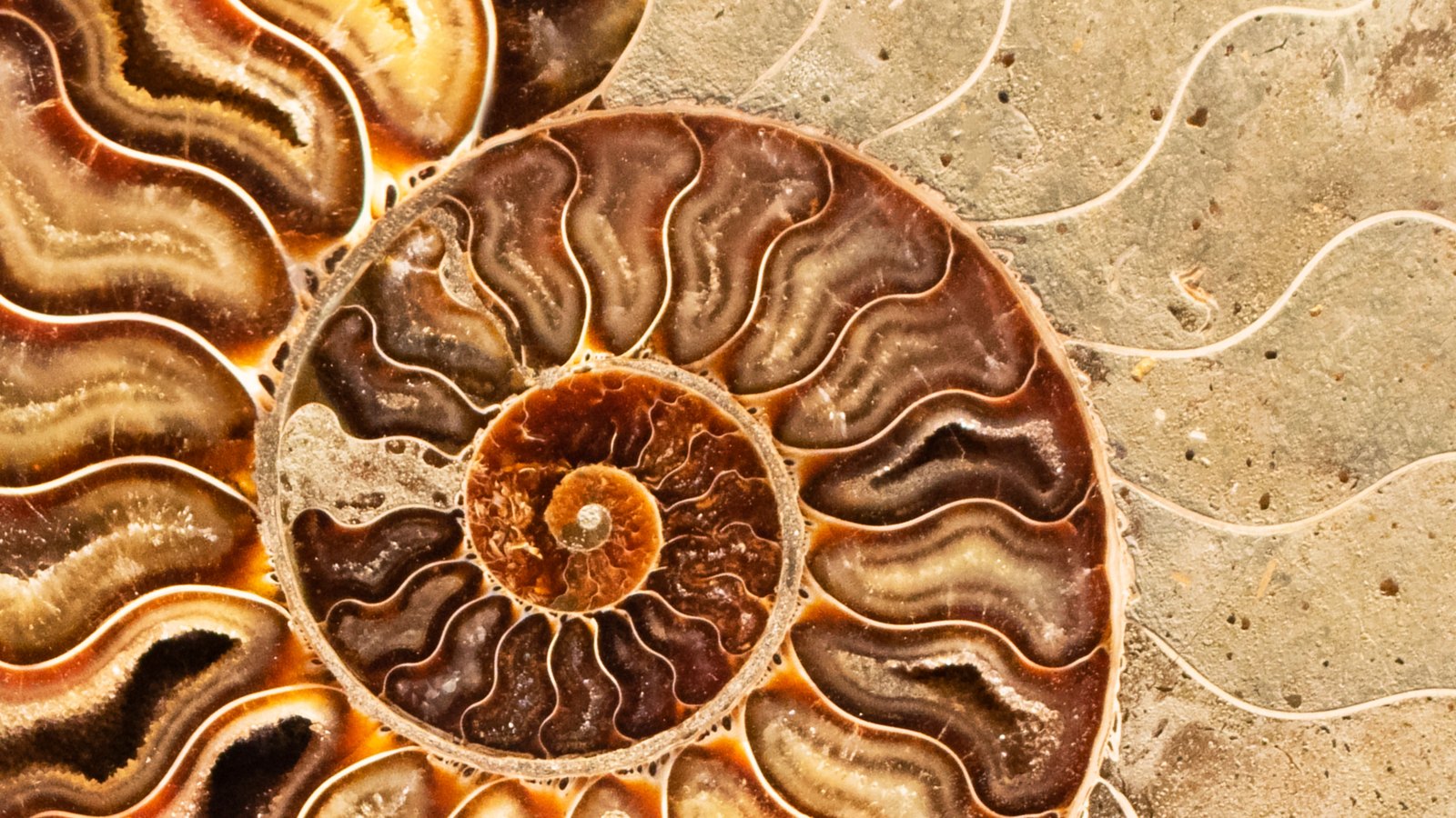 A close photograph of a cut and polished ammonite fossil, the spiral filling most of the frame. Its chambers radiate outward as wavy amber, rust and cream bands separated by fine pale suture lines, the tightest coils at the centre, with pale grey-tan rock around the outer edge. No object, person, lettering or brand mark is in view.