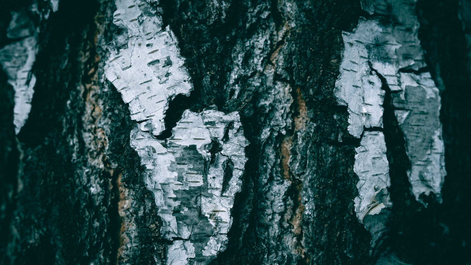 A close photograph of a birch trunk filling the whole frame, lit in cool teal-grey. Deeply furrowed near-black bark runs in vertical ridges, and pale silver-white birch layers break through it in irregular patches marked with short dark dashes. No horizon, sky, object, person, lettering or brand mark is in view.