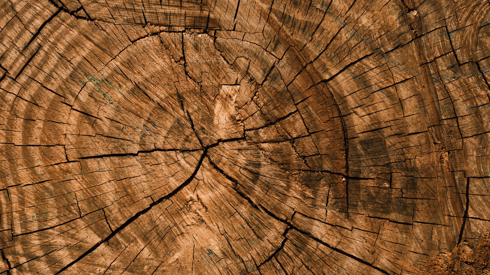 A close photograph of the sawn end of a tree trunk filling the whole frame, concentric growth rings running outward from an off centre core, crossed by dark radial cracks. No text, brand mark, person, place or object edge is in view.