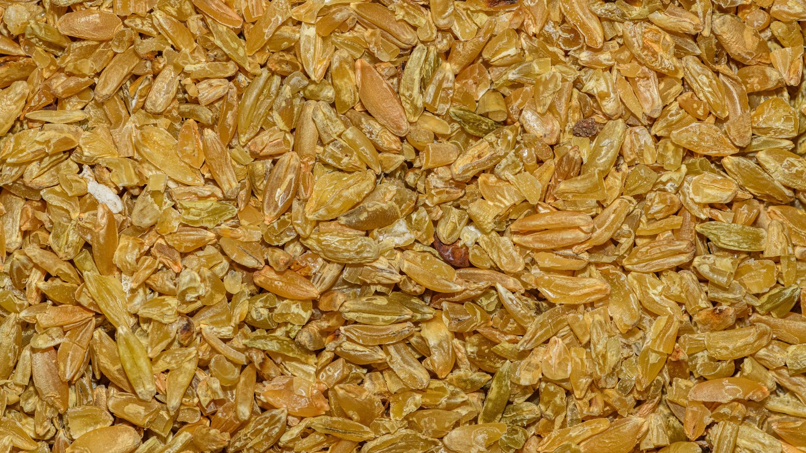 Thousands of dried golden grains packed edge to edge across the entire frame, seen from directly above, each one a separate small husk. No text, brand mark, container, hand or horizon is in view.