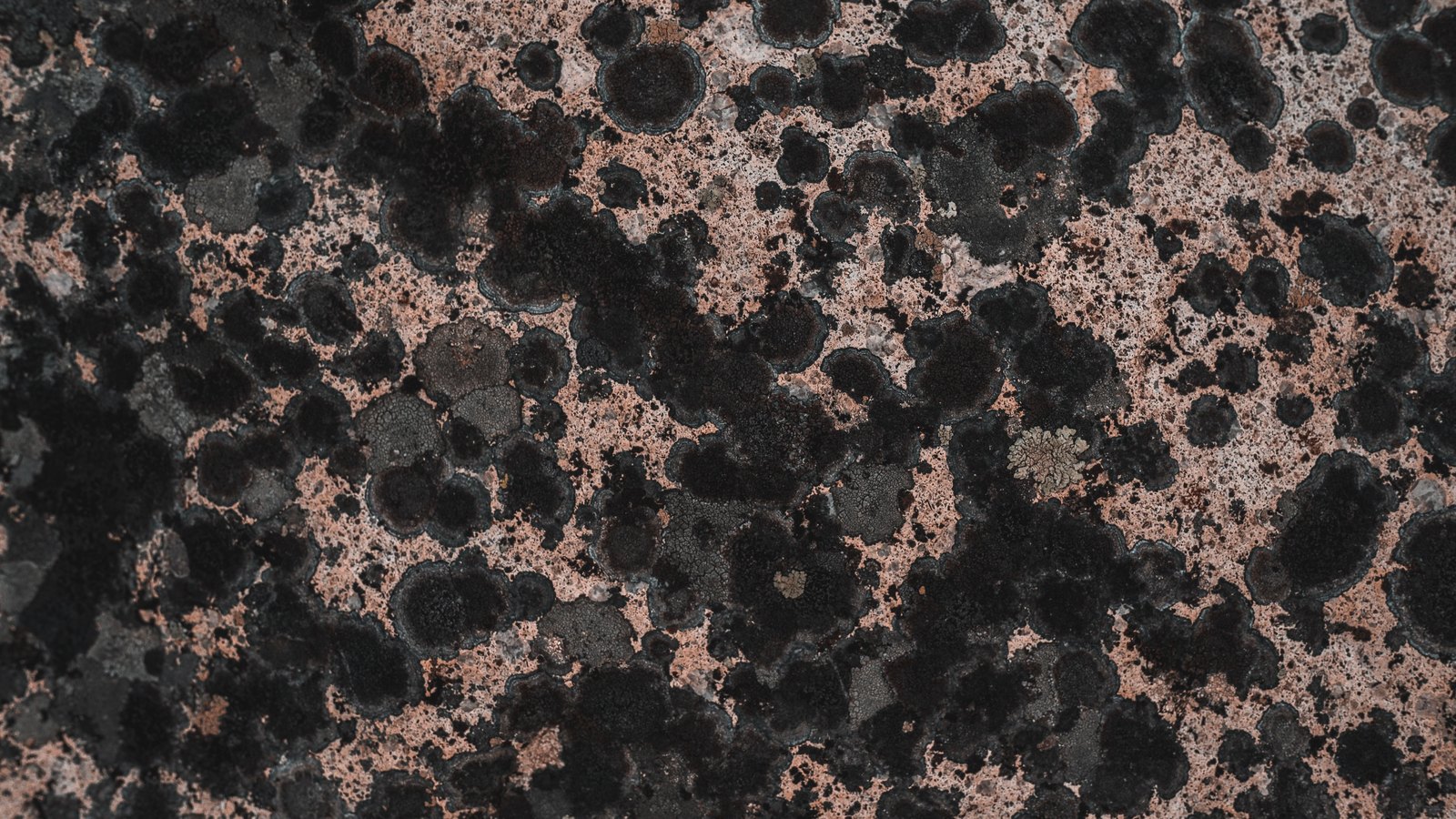 A close photograph of a pale pink speckled granite face almost covered by rounded black lichen patches of varying size, with a single small cream rosette right of centre. No text, markings, people or objects are in view.