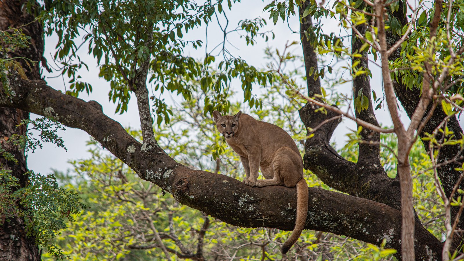 A cougar rests on a tree branch amid green forest foliage, not a photograph of this event.
