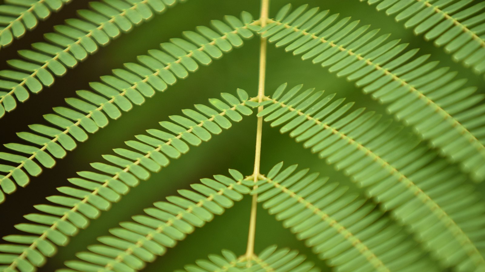 A close crop of a bipinnate green leaf, with small paired leaflets in matched rows along stems that radiate from a pale central stalk.