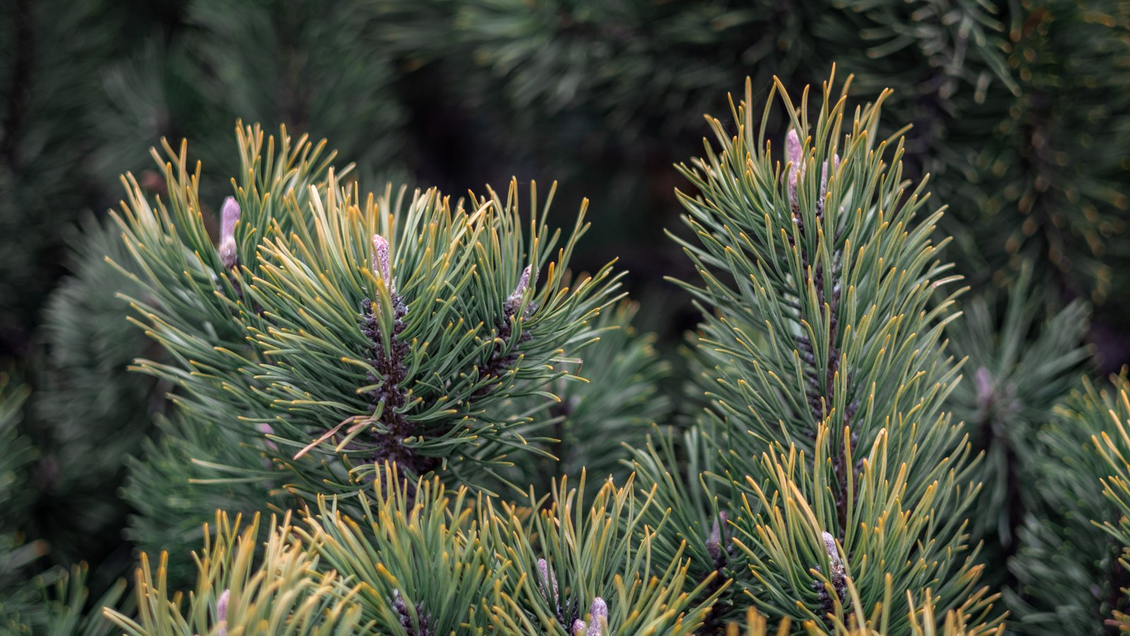 Close view of the tips of pine branches, dense blue green needles and pale new buds filling the frame, with more foliage out of focus behind.