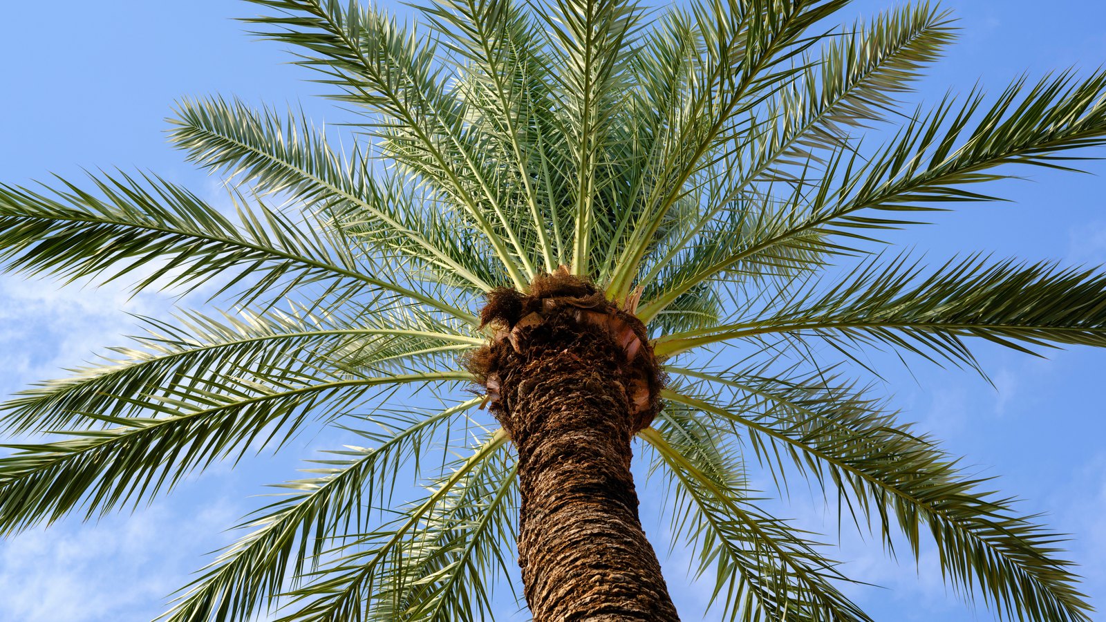 A palm tree photographed from directly underneath, its fronds spreading out across a clear blue sky with the rough trunk rising through the centre of the frame. No road, vehicle, person, text or signage is visible. A generic illustration, not a photograph of Bald Cypress Circle or of the crash described.