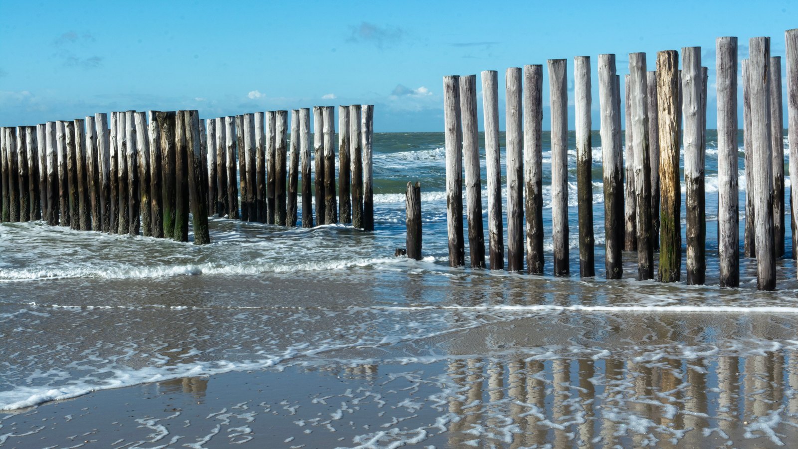 A photograph illustrating wooden pilings standing in shallow sea water.