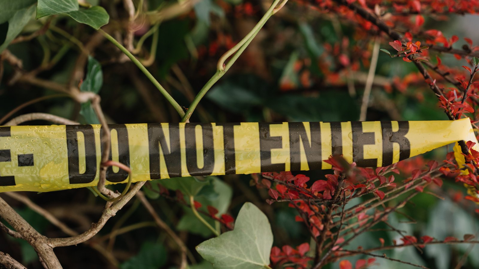 A close photograph of a length of yellow barrier tape printed with the words DO NOT ENTER in black capitals, strung taut through the bare stems of a hedge with green ivy and small red leaves behind it. No agency name, place name or building appears anywhere in the frame and no location can be identified from it. A generic illustration of a cordon, not a photograph of the Ramsey Way plaza, of Fort Myers or of this police response.