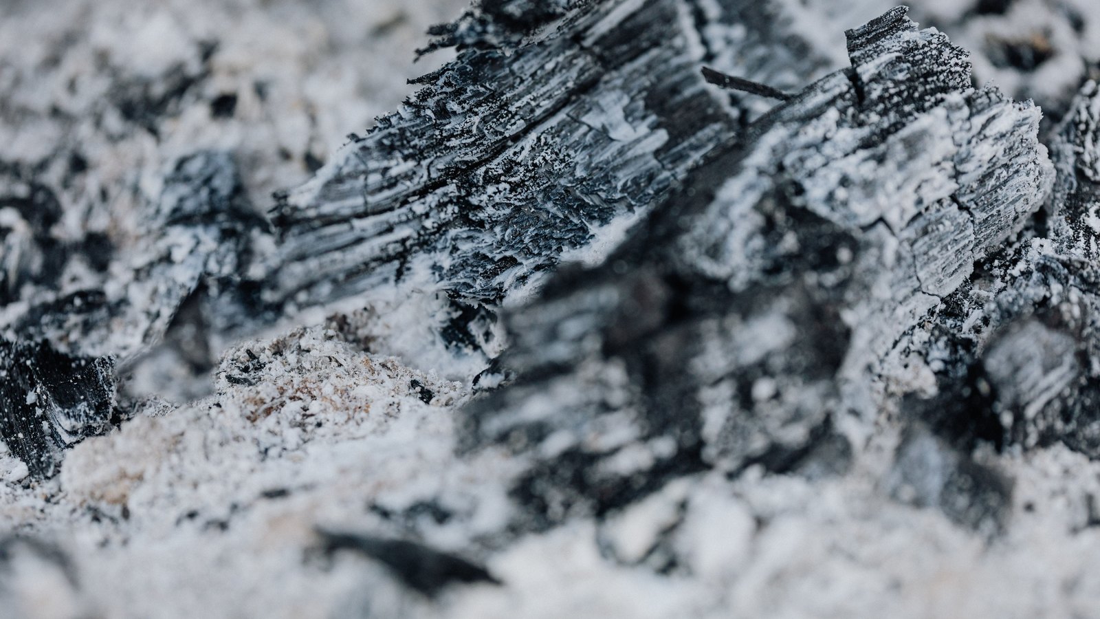 Close macro of a charred log broken down into pale grey ash, the blackened grain still legible under a crust of white ash.