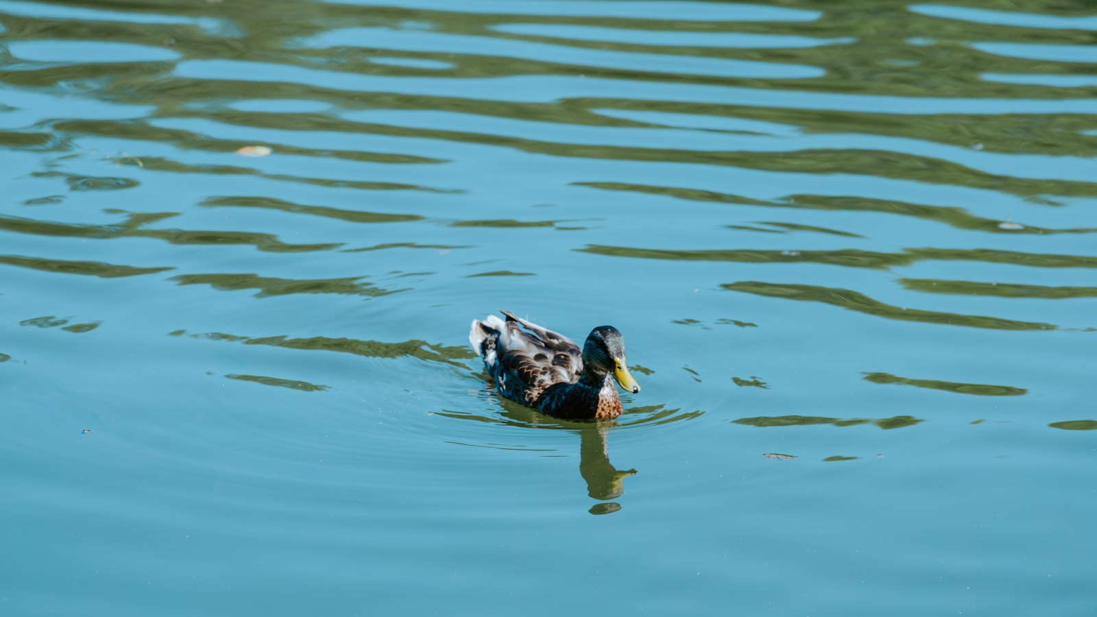 A single mallard duck with a yellow bill swimming on open water, leaving a spreading ring of ripples, with green reflections banding the blue surface behind it.