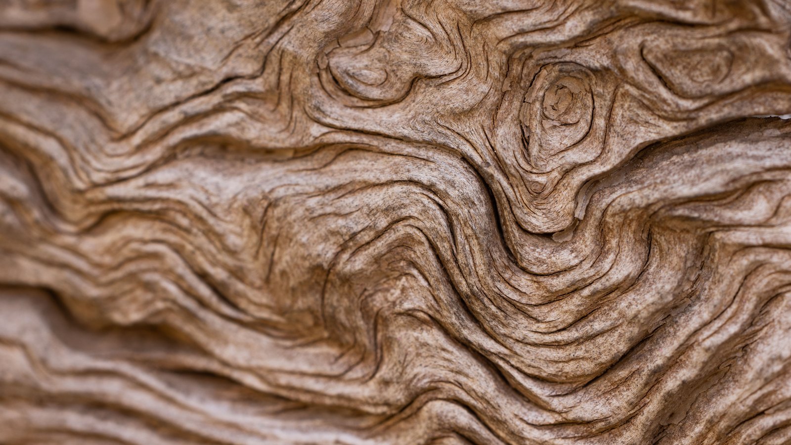 A close photograph of a weathered piece of pale brown wood, its grain worn into deep parallel ridges that swirl around two knots near the top of the frame. The wood fills the whole picture and carries no text, markings or background.
