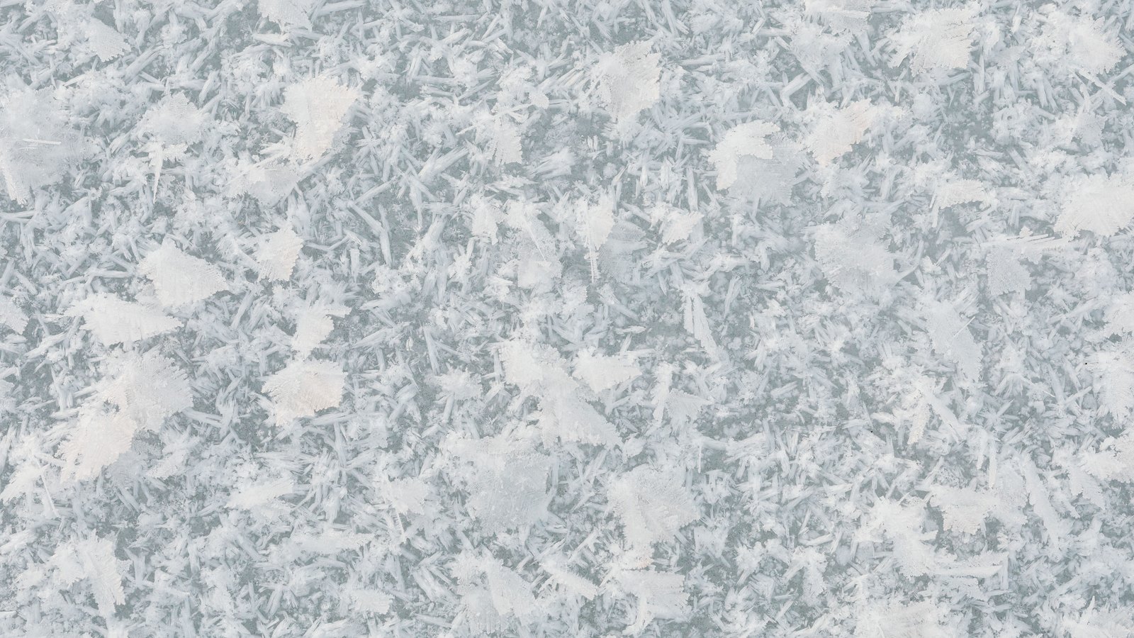 A flat pale grey and white frozen surface covered edge to edge in fine ice crystals, some in small needles and some in flat feathered clusters. The pattern fills the whole frame. No text, brand mark, person, structure or landscape is in view.