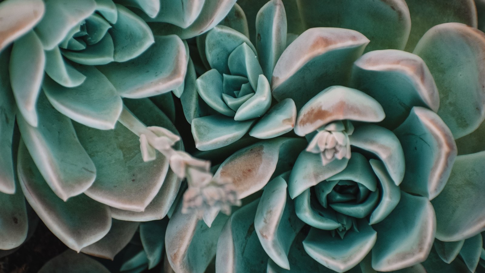 An overhead close photograph of several echeveria rosettes packed together, their thick blue green leaves curving outward from tight centres, each leaf tip edged in dull pink. No pot, person, lettering or brand mark is visible.