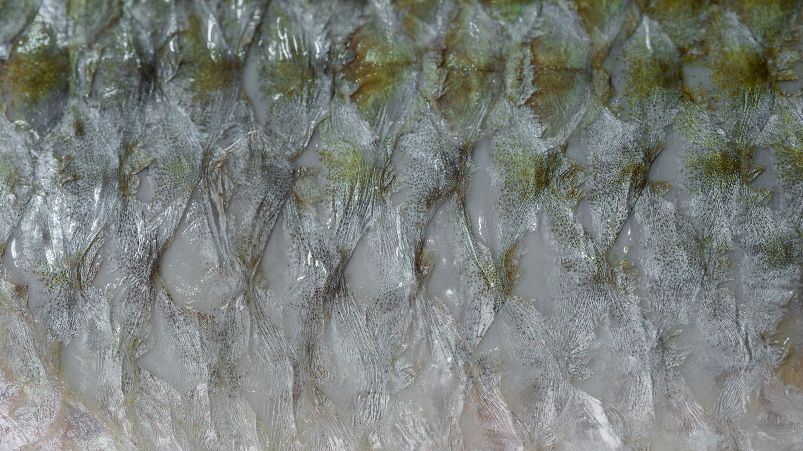 A very close photograph of overlapping fish scales filling the frame, silver and translucent with fine radial lines across each scale and olive green speckling along the upper edge. No whole fish, hands, vessel, dock, equipment, text or lettering is in the frame.