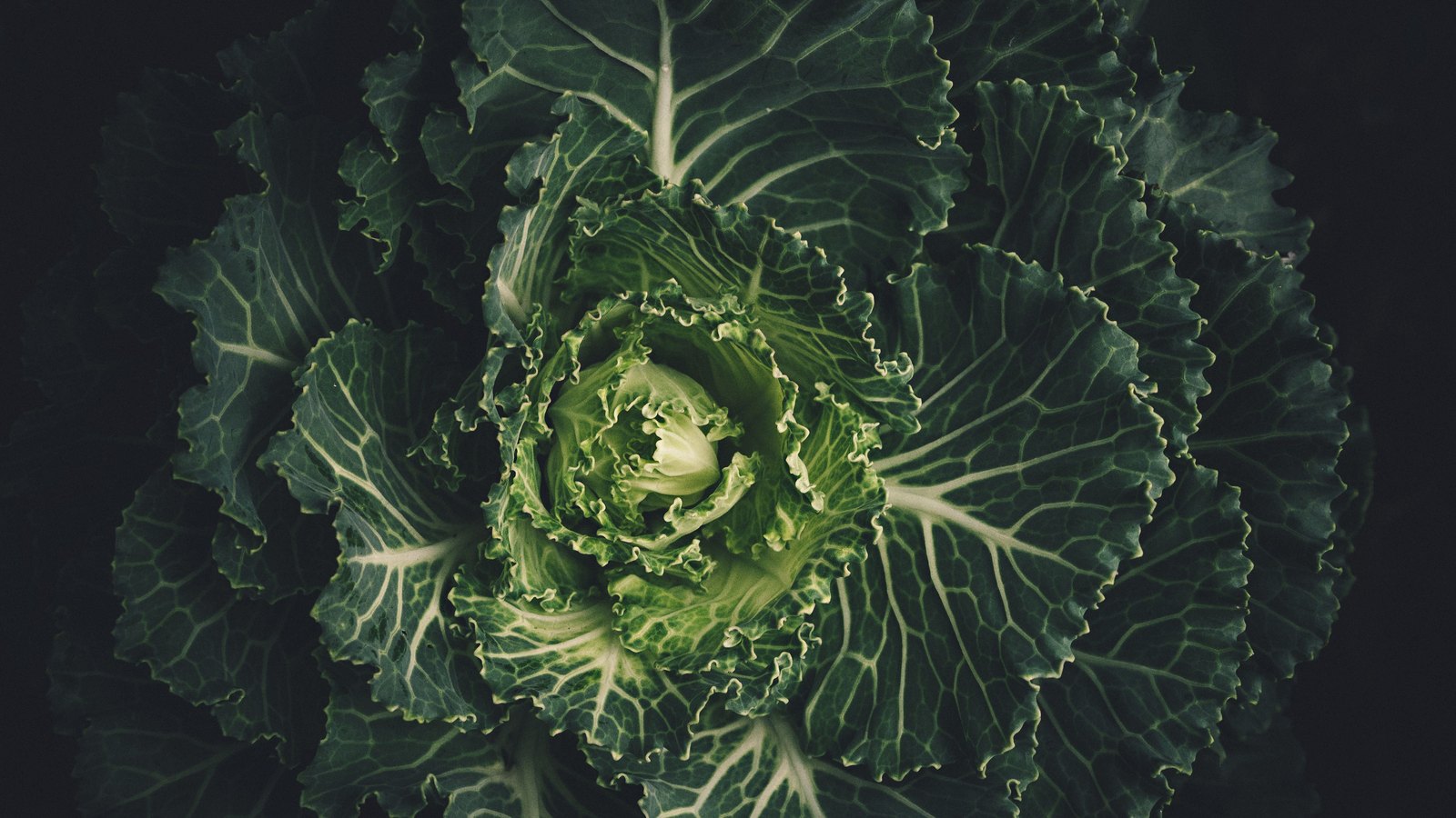 A savoy cabbage photographed from directly above and filling the frame, its outer leaves dark green and deeply veined in pale cream, the crimped inner leaves at the centre a much lighter yellow-green, the background black.