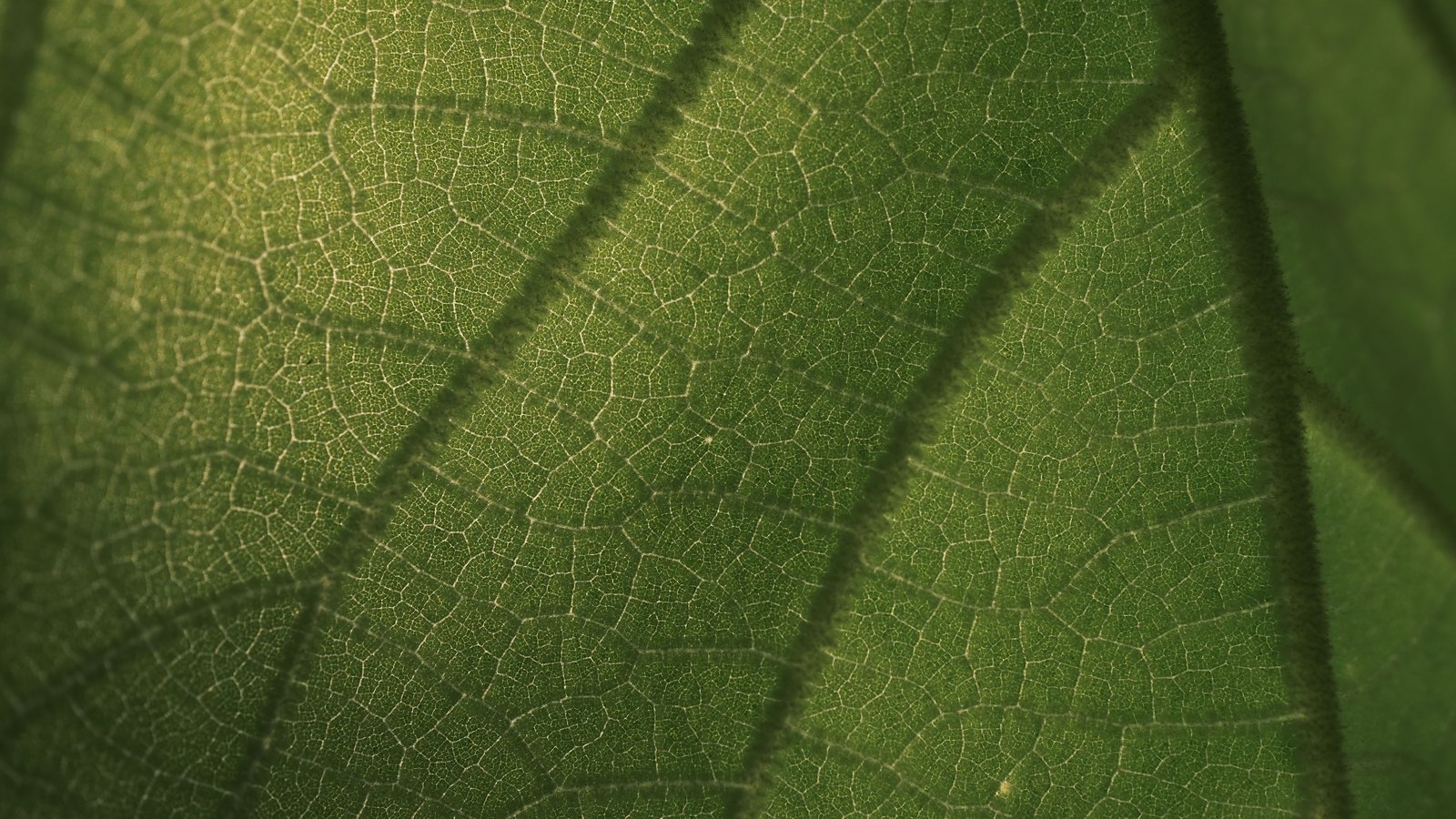 A green leaf fills the whole frame in extreme close up, lit so that the fine network of veins between two larger ribs reads as a pale reticulated mesh across the surface. No text, brand mark, person or place is in view.