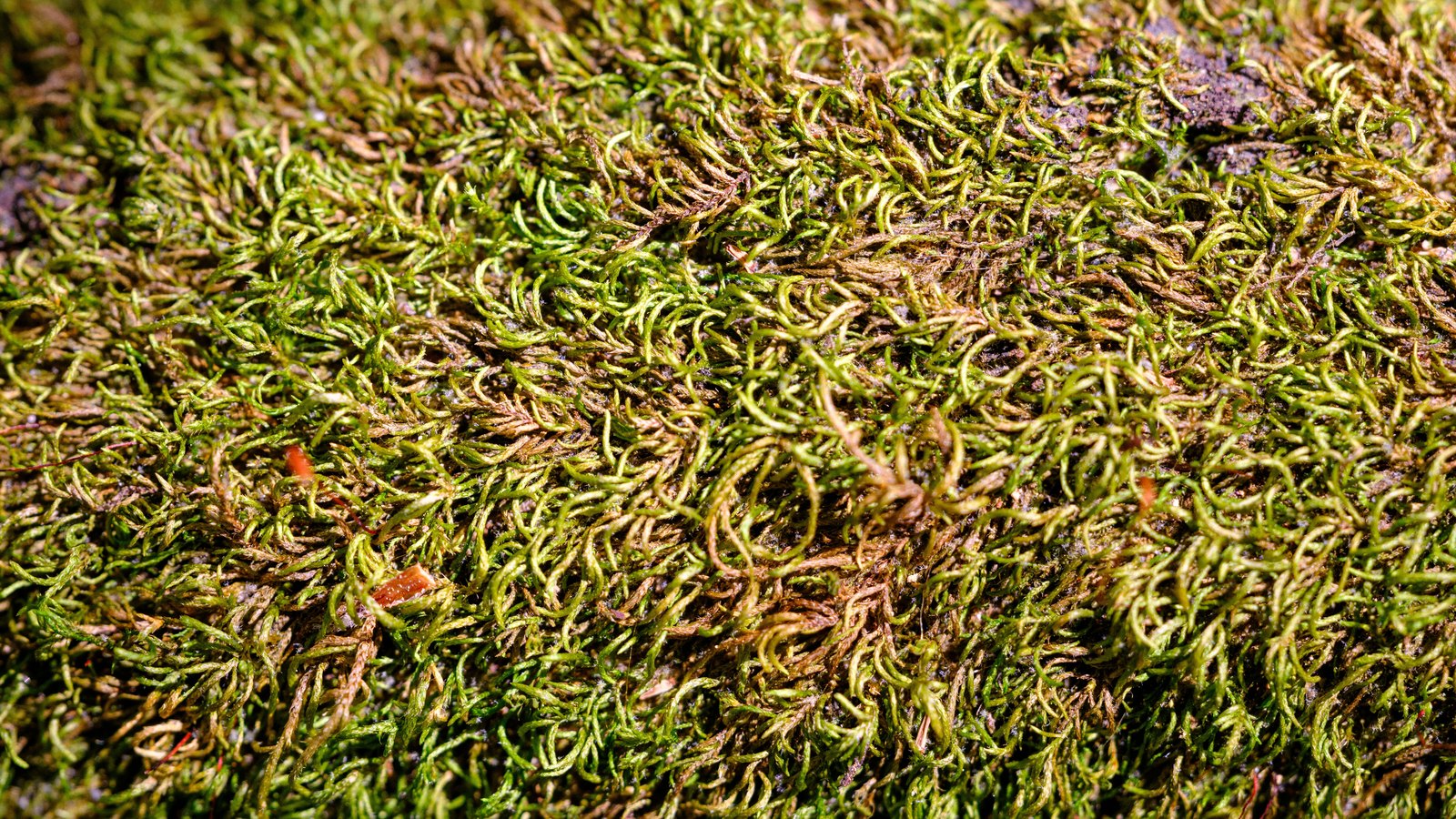 A dense mat of moss filling the frame, thousands of short curled green and bronze shoots packed together with no edge or object visible.