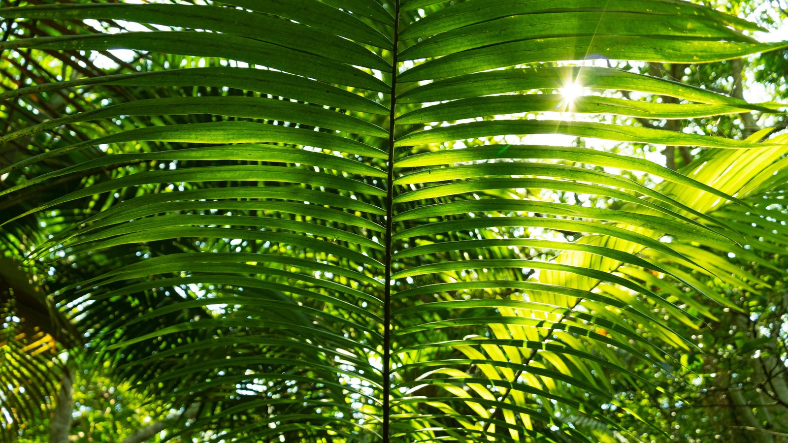 A large green palm frond seen from below, filling the frame, its leaflets backlit and translucent along a dark central spine. The sun shows as a small white starburst through a gap between the leaflets at upper right. More fronds and dappled foliage fill the background. No ground, horizon, buildings, people, signage or text are in view.