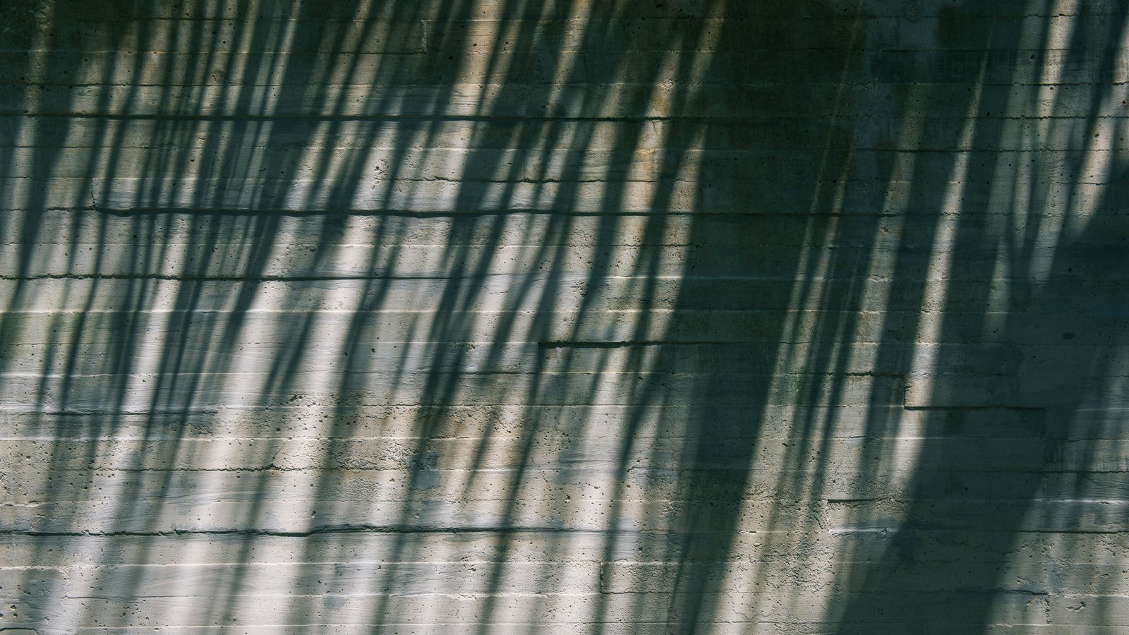 Hard shadows of palm fronds thrown across a bare concrete wall by strong overhead sun. The lit stretches of wall are bleached almost white and the shadowed bands are deep grey green. No people, signage, text, landmark or horizon are in view.
