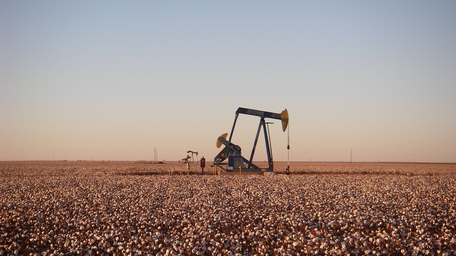 Pumpjacks stand beyond a cotton field near Andrews, Texas.