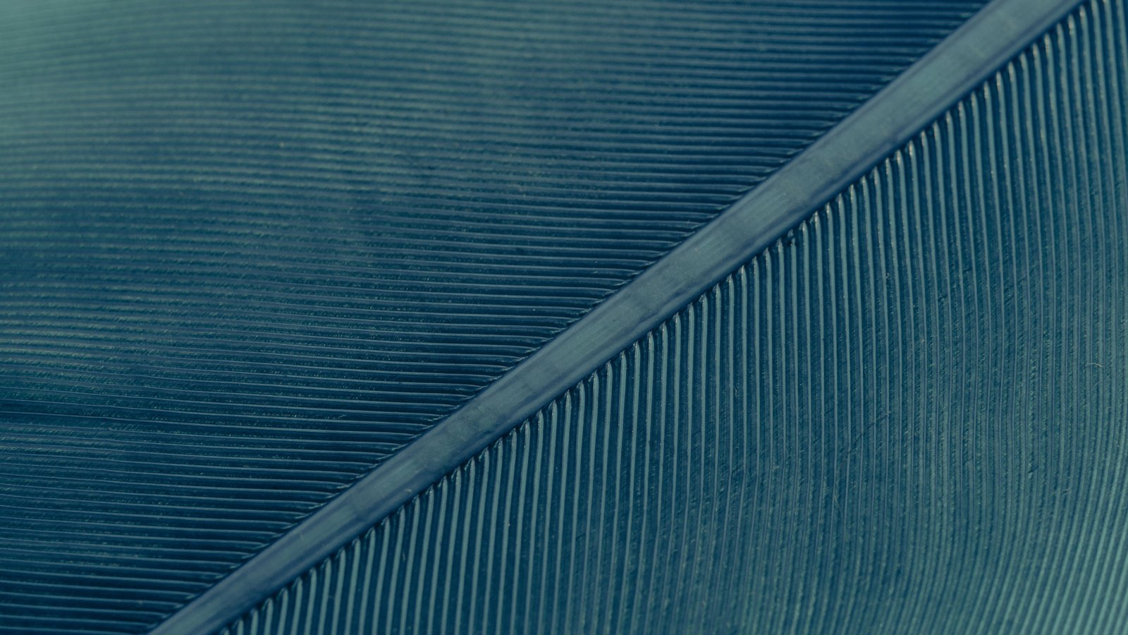 A tight macro of a single feather in muted teal, filling the whole frame. The smooth central shaft runs diagonally from the lower left to the upper right, and hundreds of fine parallel barbs comb away from it on both sides in even ranks, separating into individual free ends towards the lower edge. No bird, person, text, brand mark or place is in view.