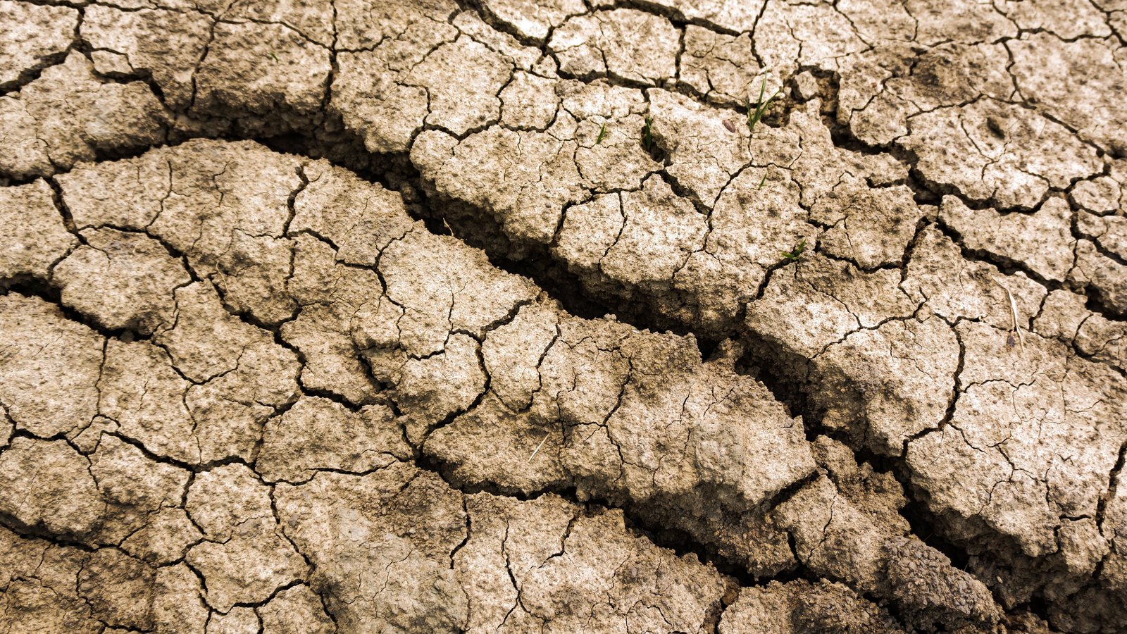 A close overhead photograph of dry cracked earth filling the whole frame, pale tan and grey mud broken into curved plates by a network of deep dark fissures, with a few thin green grass blades pushing through near the top. No text, lettering, brand mark, product, tool, person or building is in view.