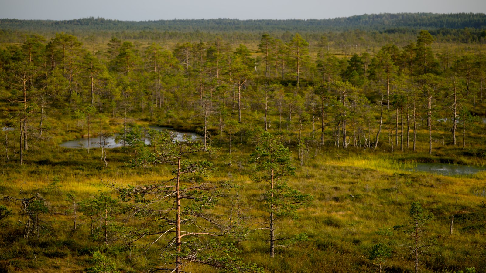 A wide elevated view across flat open wetland, with thin pine trees scattered singly and in loose stands through rough green and yellow grass, two small pools of standing water catching the light, and an unbroken treeline along the horizon under a pale sky. No buildings, roads, vehicles, signage or lettering appear anywhere in the frame and no place can be identified from it. A generic wetland illustration, not a photograph of the Florida Evaluation Center site or of Collier County.