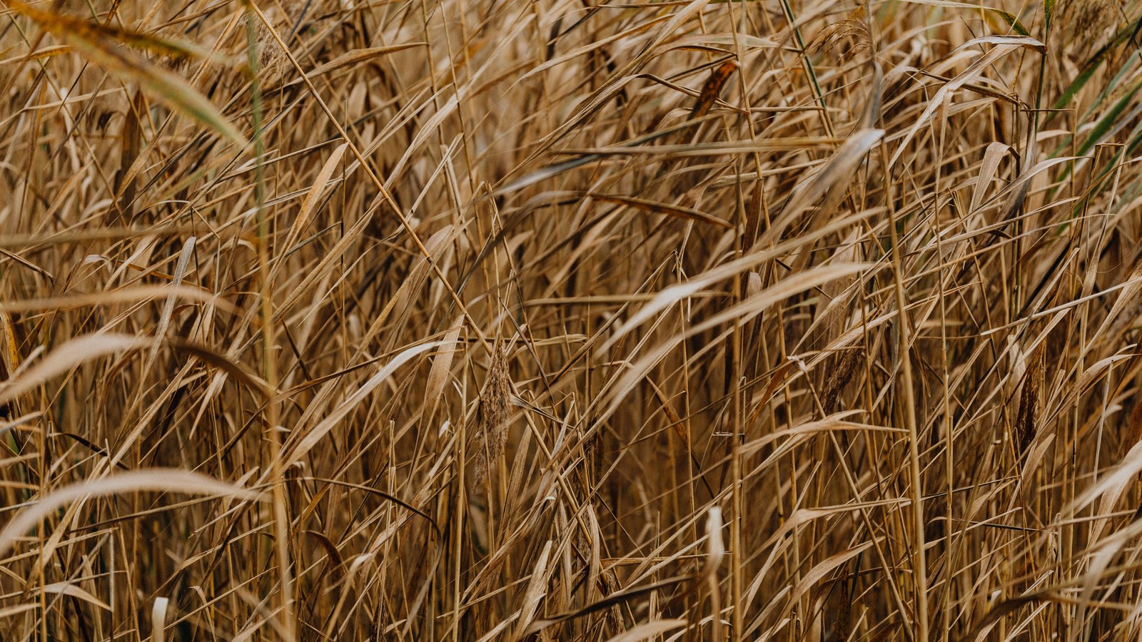 A close crop of dry tan grass and reeds filling the whole frame in flat daylight, the blades leaning and crossing at every angle with a few thin green stems still standing among them and a seed head hanging near the centre. The background falls away out of focus and no horizon, sky or ground is visible. No people, vehicles, roads, buildings, signage, lettering or brand marks are in it, no flame or smoke is in it, and no place can be identified from it. An abstract close crop of dry grass used as a plain illustration, not a photograph of Interstate 75, of Lee County or of this fire, and not evidence about what is burning or how much of it.