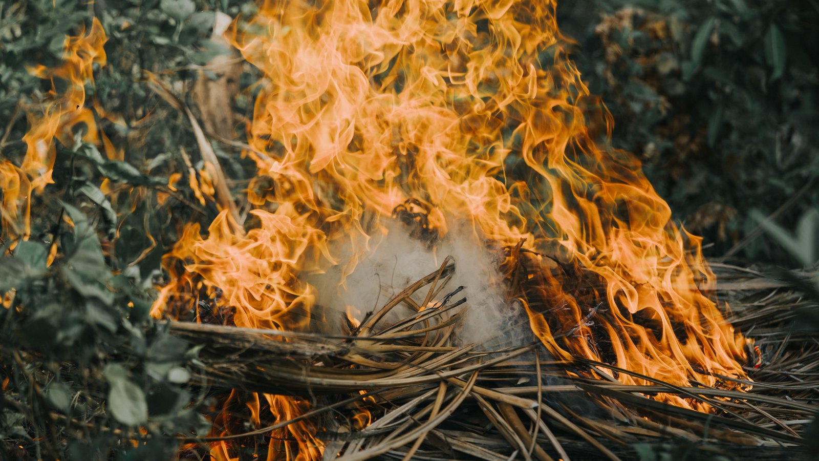 Flames burn through dry palm fronds, not a photograph of this fire.