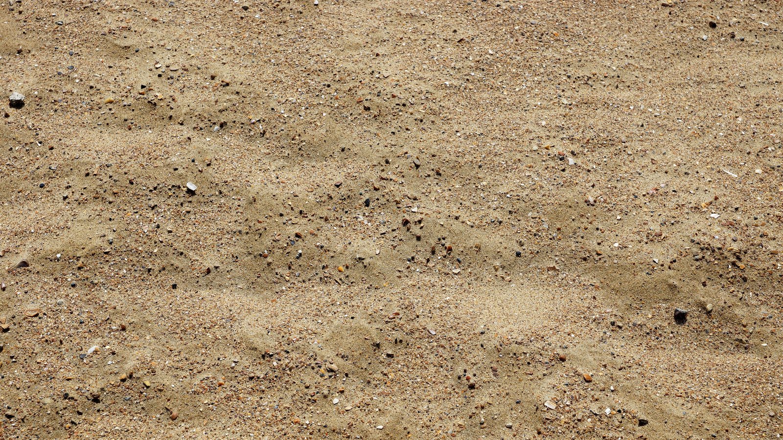 A close photograph looking straight down at dry sand filling the whole frame, countless pale brown grains of slightly differing size mixed with darker specks and small pale fragments of shell. No text, markings, brand marks, people, structures or objects are in view. A generic material close-up, not a photograph of any country, market or institution.