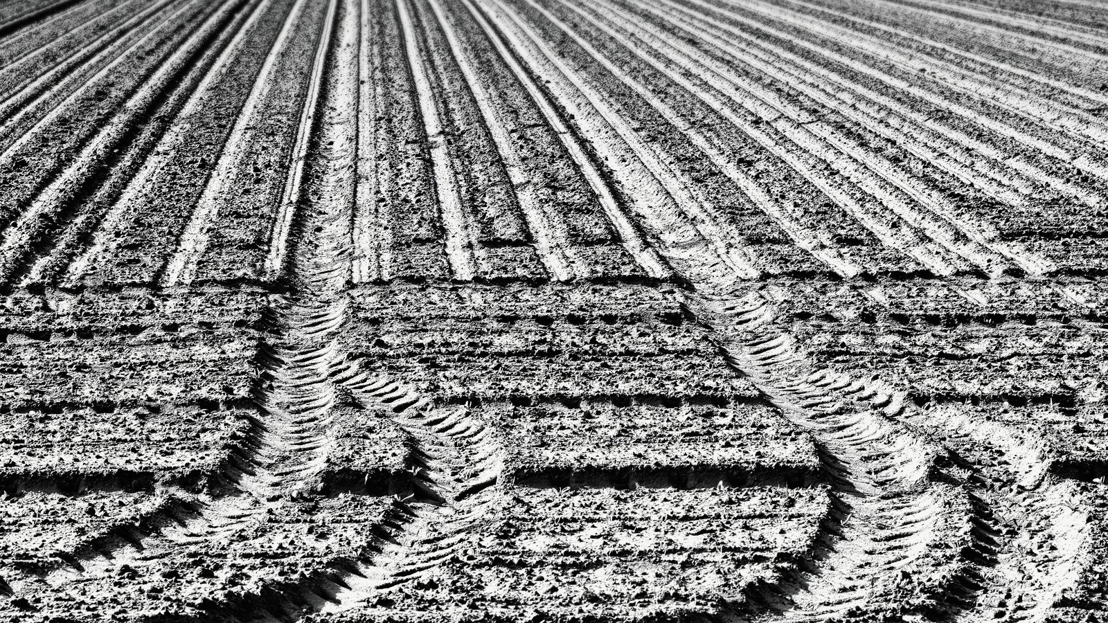 A ploughed field in black and white, straight furrow lines converging towards the top of the frame with curved tractor tyre tracks crossing the foreground.