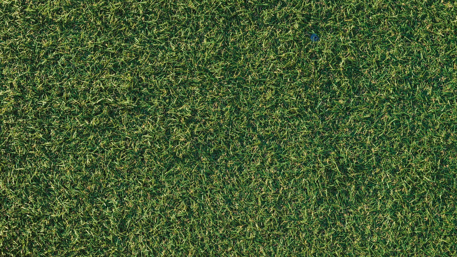 A dense mat of short green grass photographed from directly above, the cut blades lying in every direction and filling the whole frame with no ground showing through. A small plain dark blue plastic disc lies among the blades towards the upper right. No text, brand mark, lettering, person, horizon or place is in view.
