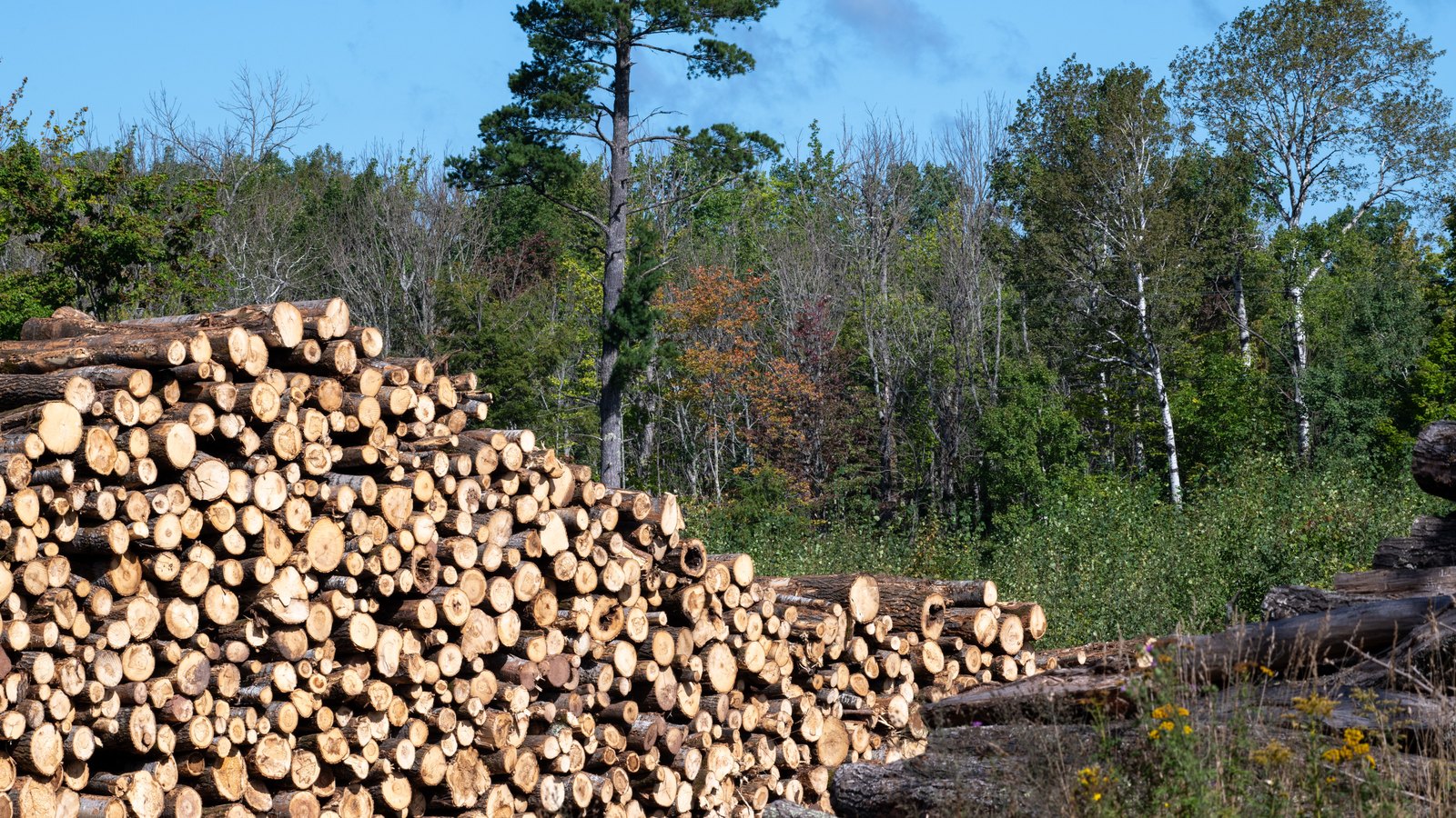 A large stack of cut logs at a forest landing, the sawn ends facing the camera, with a mixed stand of pine and birch behind it under a clear sky.