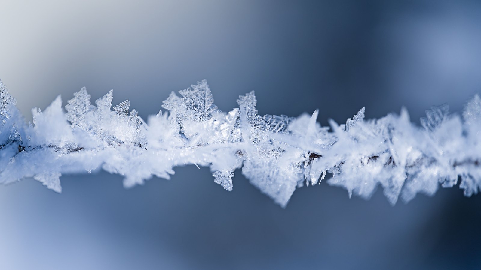 A macro photograph of hoar frost, feathered ice crystals growing in a single horizontal line across the frame along a thin dark twig, against a soft out-of-focus background of cold blue and grey.