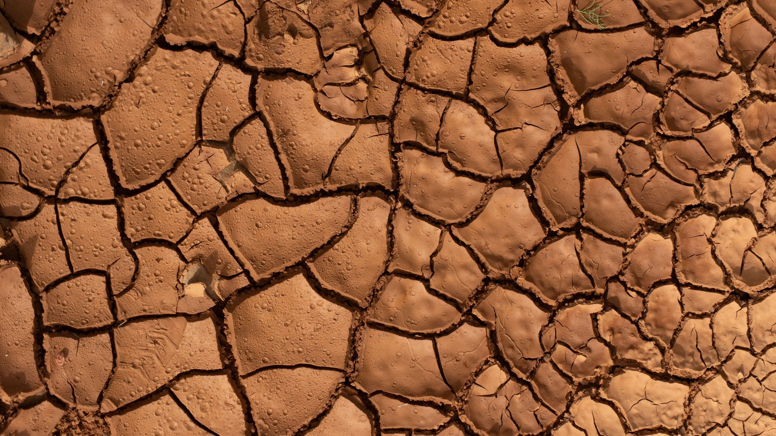 A photograph looking straight down at sunlit dried mud that has shrunk into interlocking plates of red brown clay, each one separated from its neighbours by a network of dark fissures. A single small green sprig sits in the top right corner. No text, structure, person or horizon is in view.