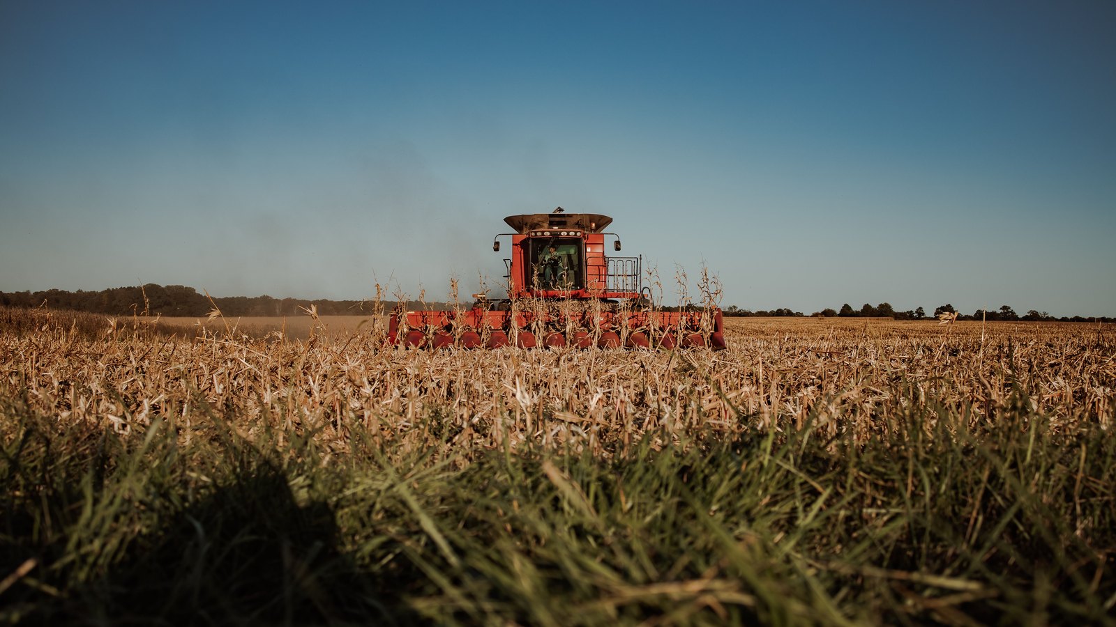 A red combine harvests a dry cornfield beneath a clear blue sky