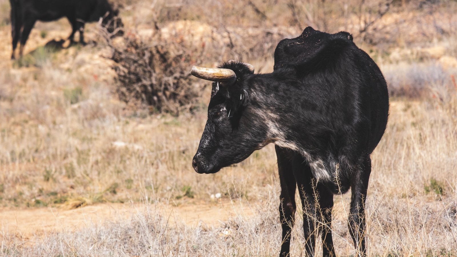 A black cow standing in a dry pasture, illustrating livestock affected by drought.