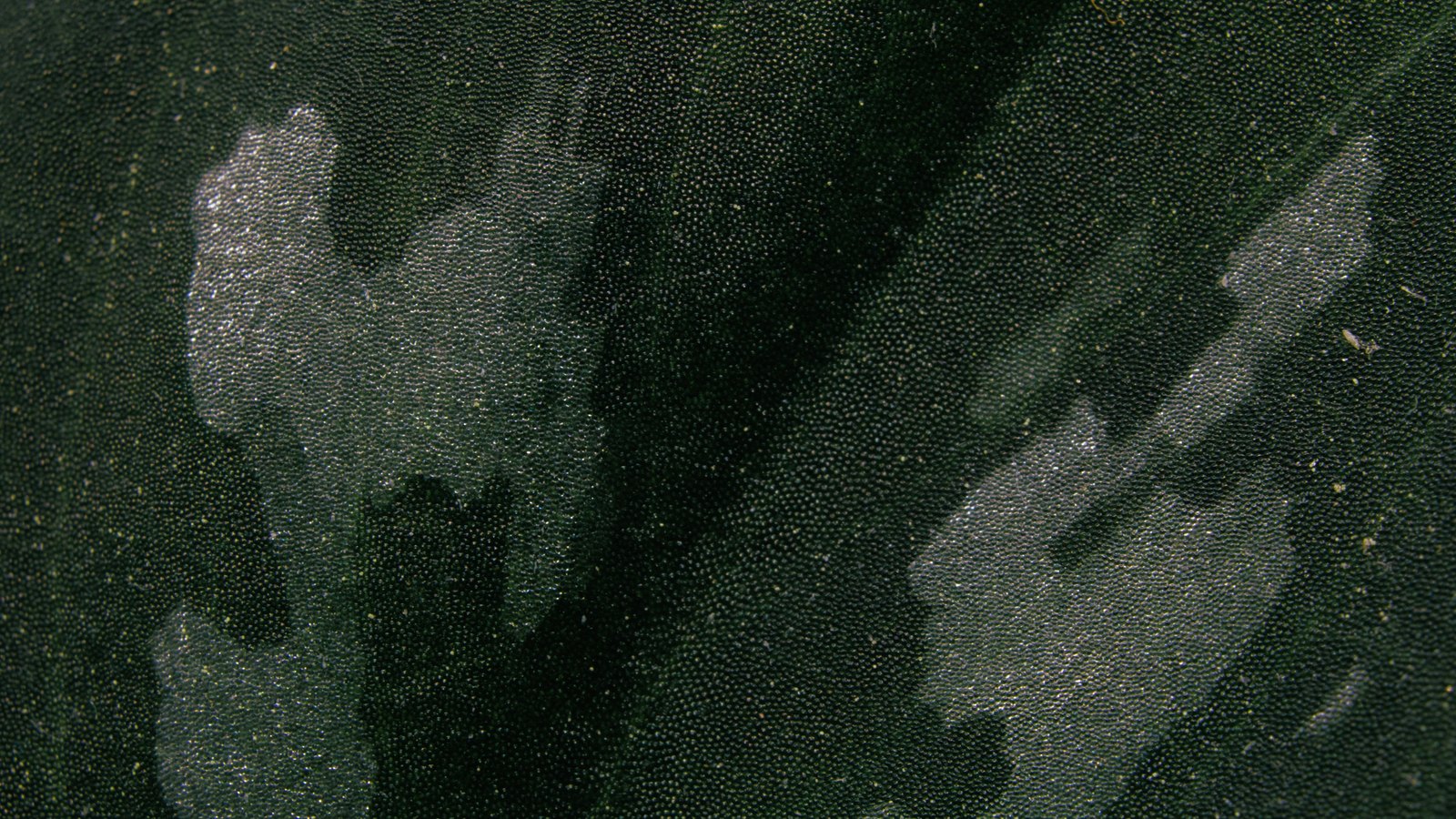 A close photograph of dark green pebble-grained leather filling the frame, with pale streaked patches of moisture spread across the lower left and right, and no text, stitching or edge in view.