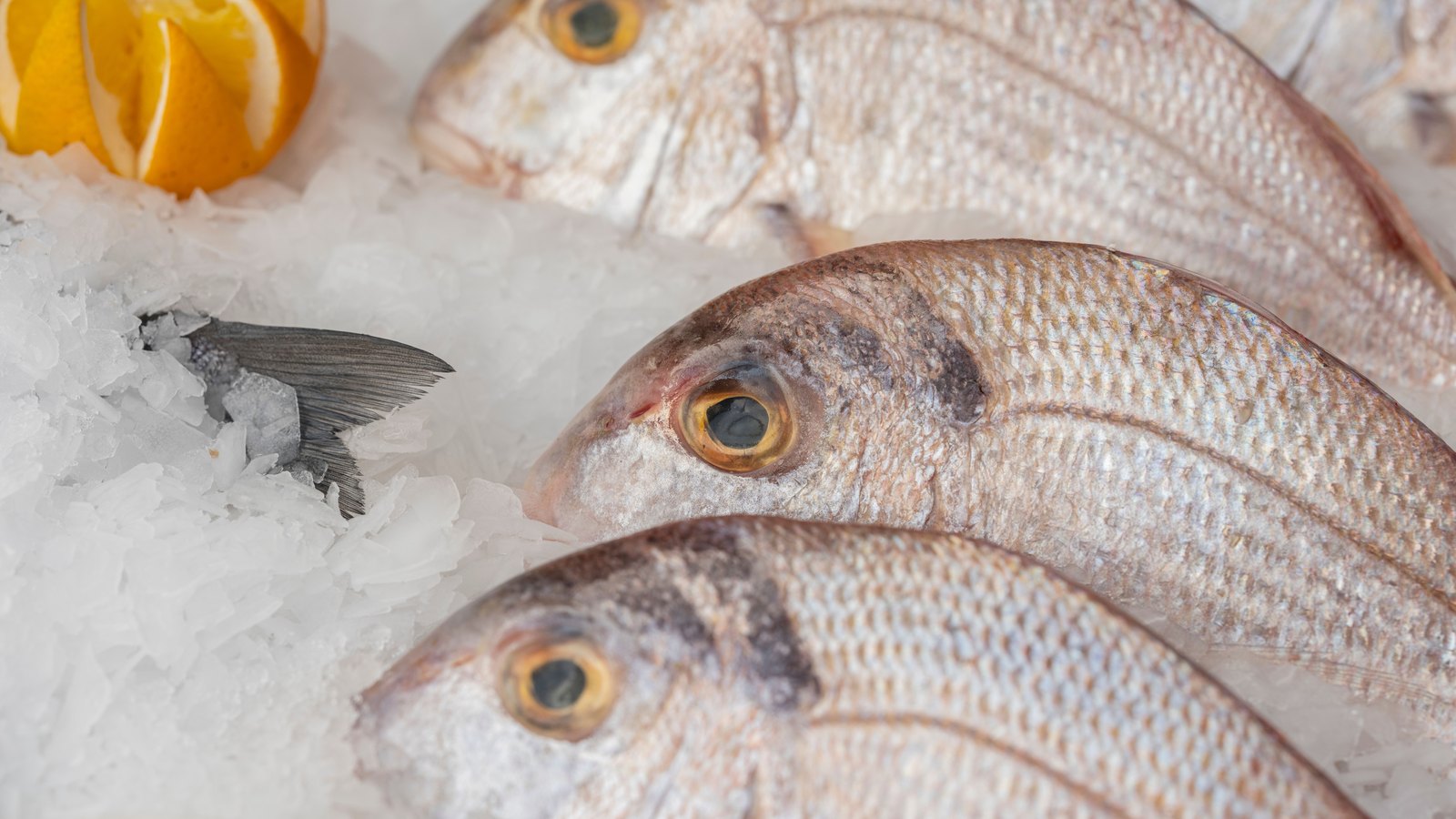 Three whole silver and pink sea bream lying nose to tail on a bed of crushed ice, filling the frame, with a cut lemon at the top left corner. No text, signage, packaging or people are in the frame.