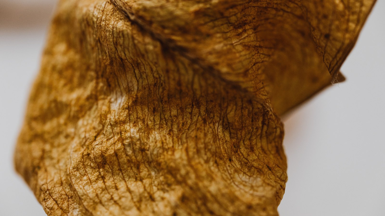 A curled, dried leaf photographed in close macro against a plain pale grey background, its surface a warm golden brown crossed by a fine network of darker raised veins. No text, lettering, brand mark, product, person or place is in the frame.