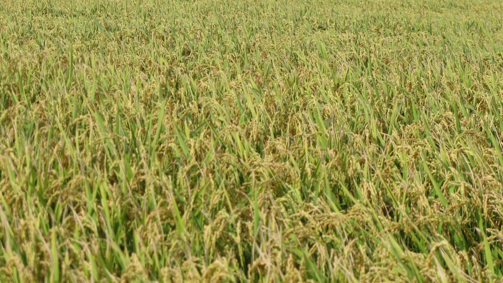 Ripening rice plants with heavy golden-green grain heads filling the frame in a paddy field in Hokkaido before the autumn harvest.