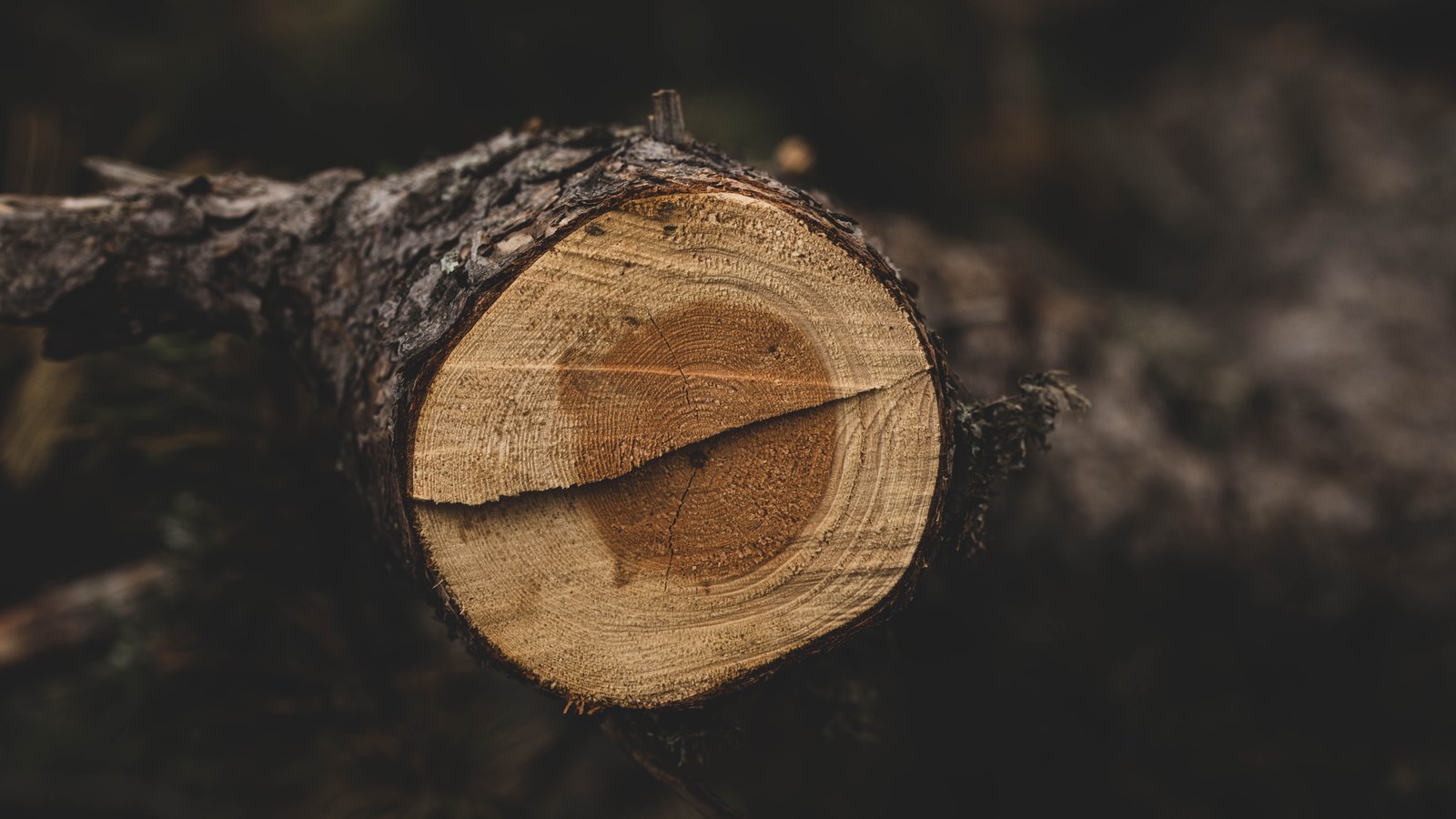 The freshly sawn end of a felled log, growth rings and a radial split clearly visible across the pale cut face, bark still on the trunk and the forest floor blurred behind.