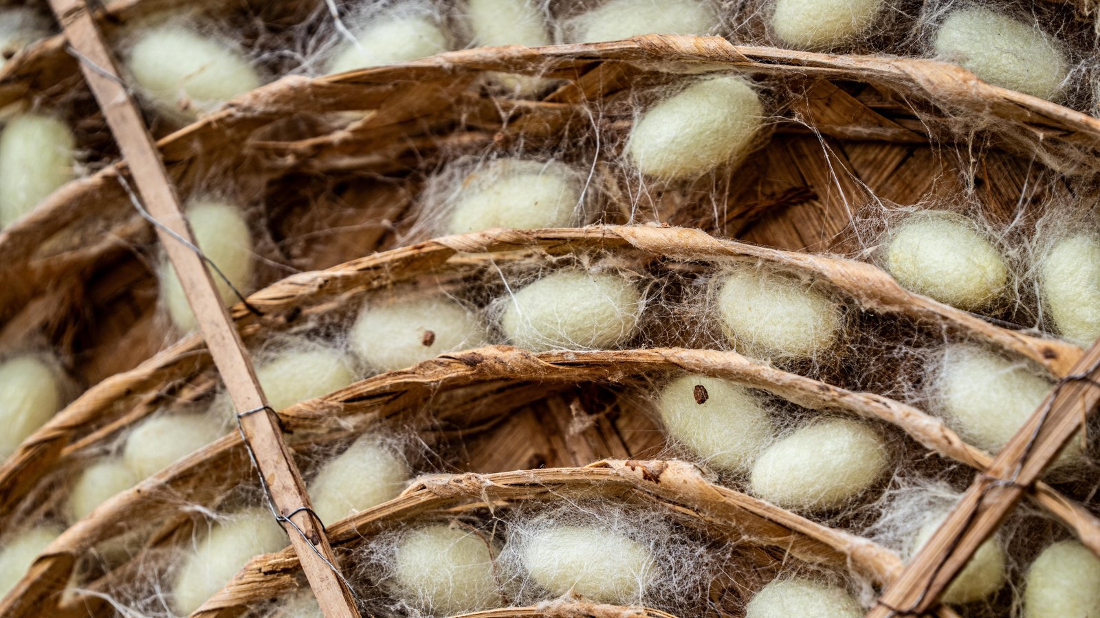 Rows of pale cream silkworm cocoons resting in shallow trays of split bamboo, seen from directly above and filling the frame. Loose white filaments drift between the trays and across the woven strips, and a thin dark tie wire runs down the left of the picture. No text, lettering, brand mark, person or place is in view.