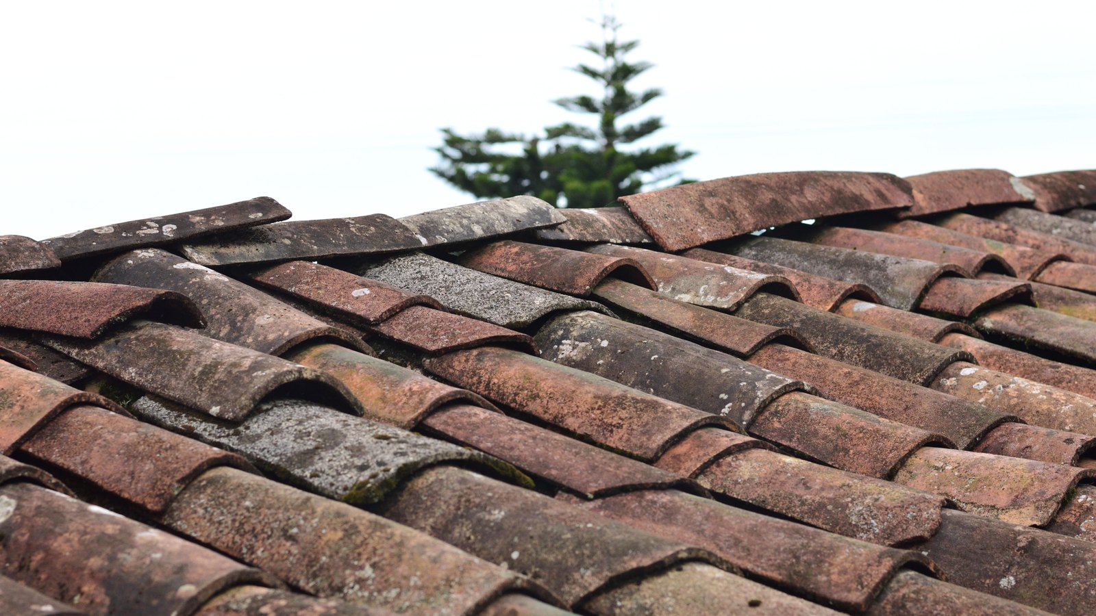 Weathered curved clay roof tiles running in overlapping rows up to a ridge, stained and lichen spotted, with a pale sky and the top of a single conifer behind. No person, no address, no signage and no company mark appears. A generic photograph of old roof tiles, not a picture of any home, roof or job site in this story.