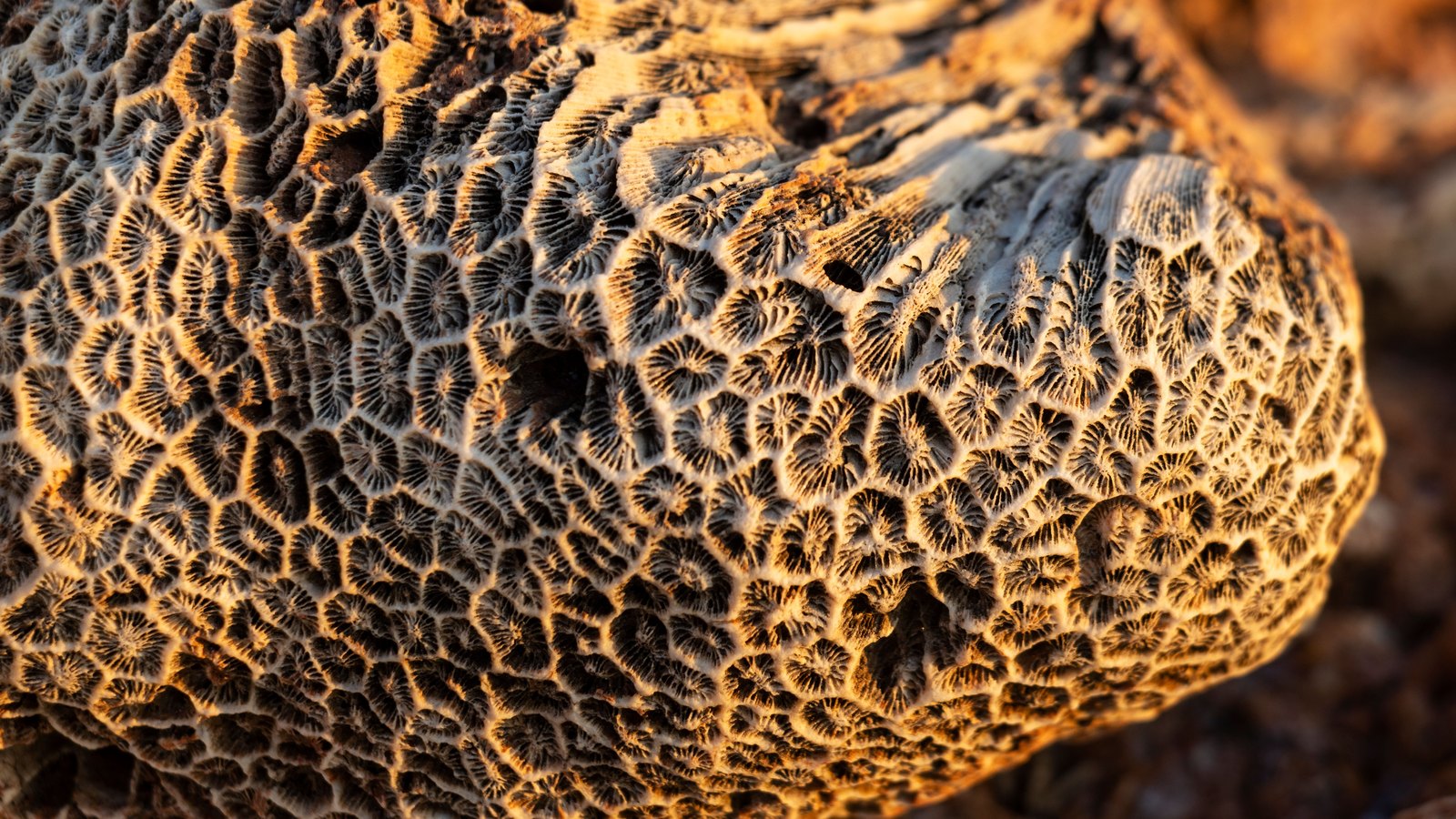 A macro of a fossilised coral head lit by low sun, its surface packed edge to edge with small radiating cup shapes in pale grey and tan, with a few deeper hollows and an out of focus rock behind it.