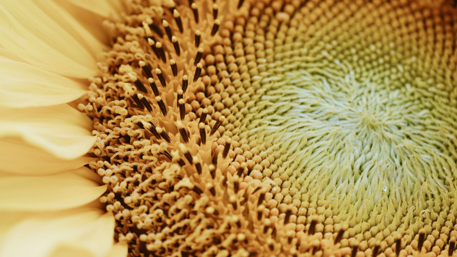 A macro photograph of the centre of a sunflower head, thousands of tiny florets packed in interlocking spirals from a pale green core out to a band of darker anthers, with a slice of soft yellow petals along the left edge. No text, brand mark, person or place is in view.