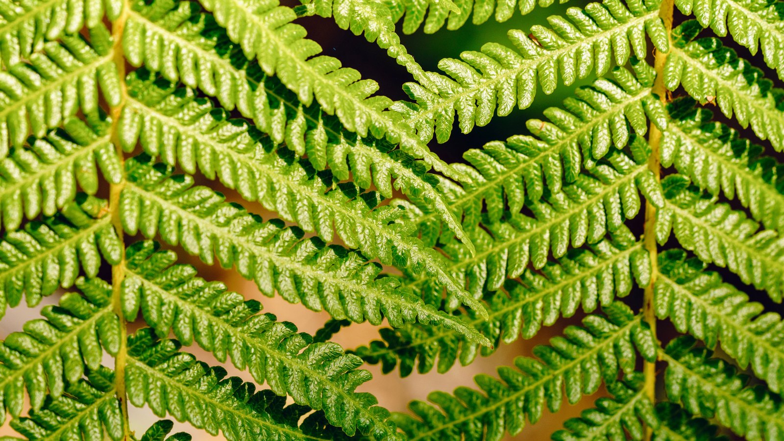 A close photograph of overlapping green fern fronds filling the frame, each frond a row of small toothed leaflets running out along a pale central stalk, lit from above so the upper leaflets are bright and the background falls away dark. No person, building, sign, lettering or brand mark is in view, and no place can be identified from it.