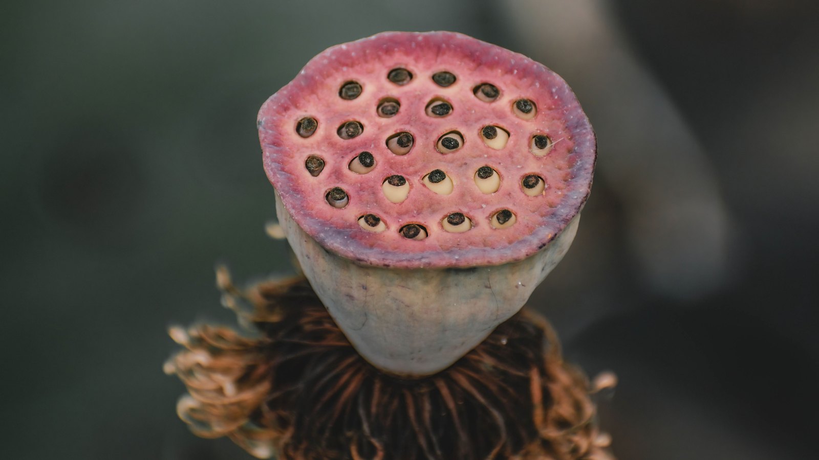 A close photograph of a single fresh lotus seed pod held upright against a soft out of focus grey green background. The flat pink face of the pod fills the upper half of the frame, pitted with about thirty round wells, most holding a dark seed and a few empty and pale. The pale green stem flares below it and the withered brown stamens of the spent flower ring its base. No text, lettering, brand mark, person, building or place is in view.