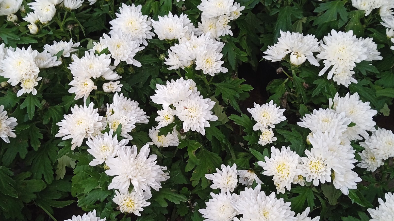 A dense bed of white chrysanthemum blooms with pale yellow centres among dark green leaves, filling the frame.